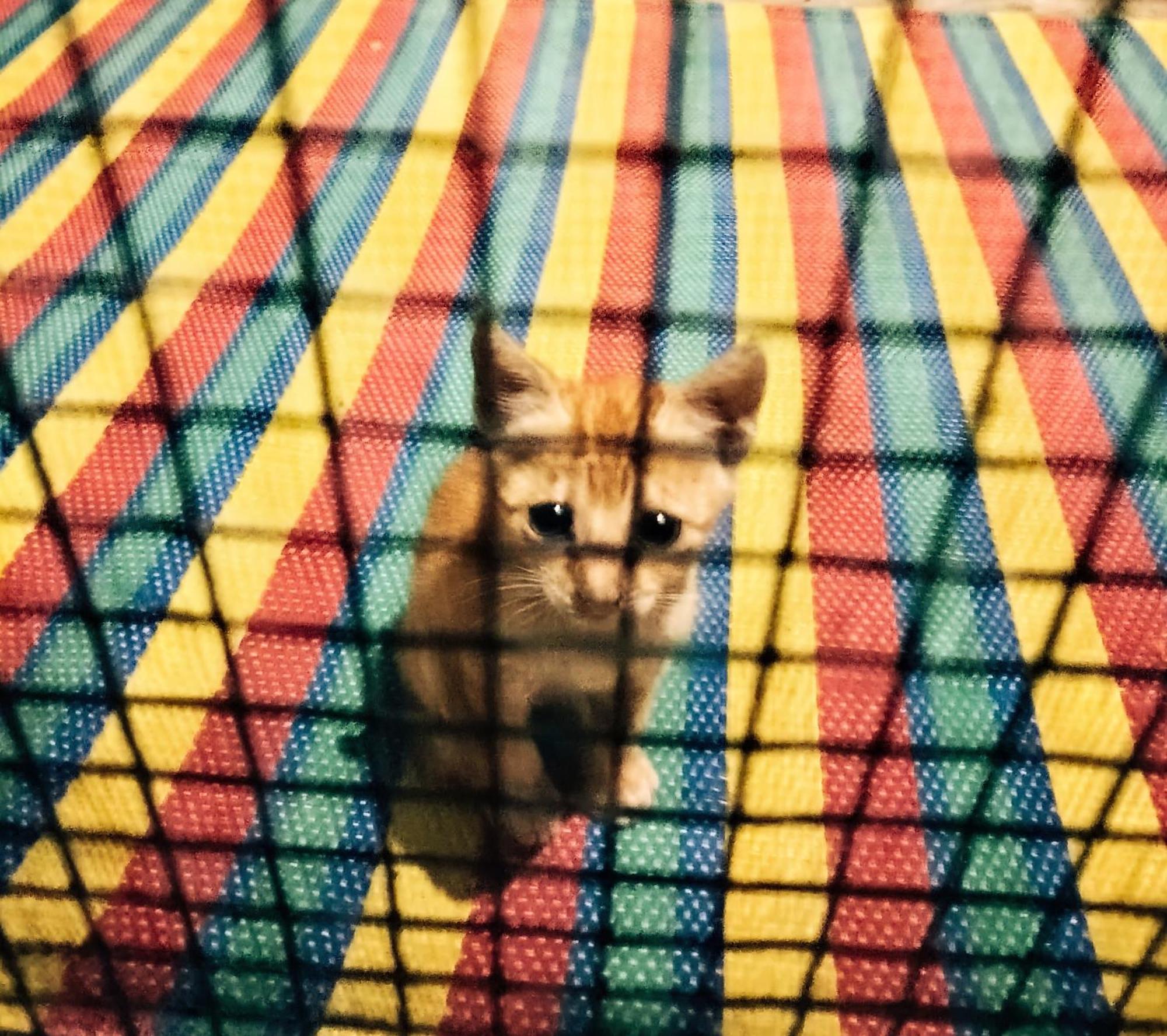 ブウェワウ Mamarasta Bed & Breakfast エクステリア 写真